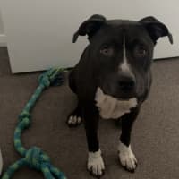 Photo of Charlie   6 Year Old Staffy X Great Dane 