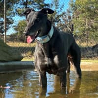Photo of Prince (Prev. Krui) The Greyhound