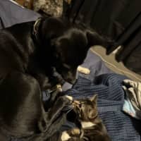 Photo of George ** 2nd Chance Cat Rescue**