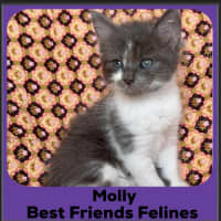 Photo of Molly 