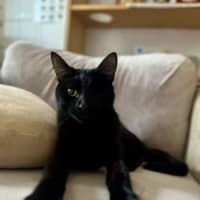 Photo of Patches