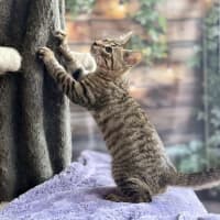 Photo of Zephyr   Meet Me At Ivanhoe East Vet Clinic