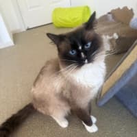 Photo of Coco & Marshmellow