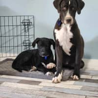 Photo of Shadow   16 Week Old Kelpie X (On Trial)