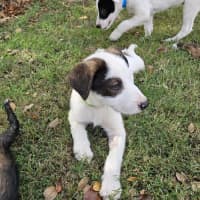 Photo of Wolfie Kids 