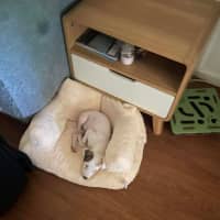 Photo of Pearl