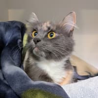 Photo of Arabella