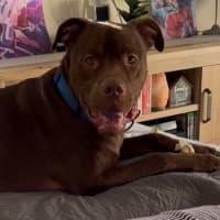Photo of Boof