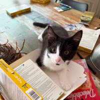 Photo of Oreo Meet Me At Petstock Chelsea