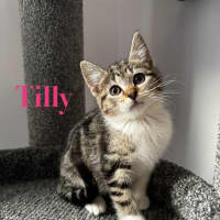 Photo of Tilly 