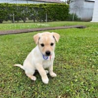 Photo of Thea   8 Week Old Staffy X Koolie (Hold)