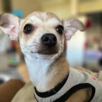 Photo of Riff