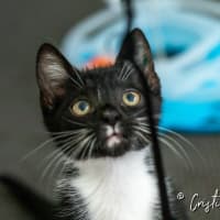 Photo of Oreo