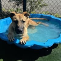 Photo of Leo Imp 1552