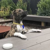 Photo of Brooke   14 Week Old Ridgeback X 