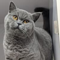 Photo of Brioche