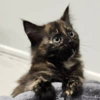 Photo of Lila