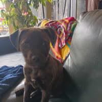 Photo of Stella (Was Karma)