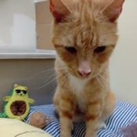 Photo of Baggins / Mr Big