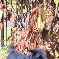 Photo of Bandit