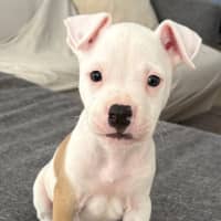 Photo of Waffle