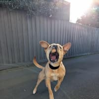 Photo of Apple Crumble