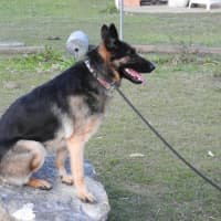 Photo of Bessy