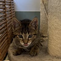 Photo of String Bean