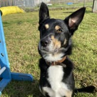 Photo of Dexter