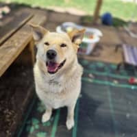 Photo of Rocco