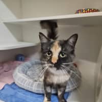Photo of Mixie 