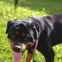 Photo of Phantom