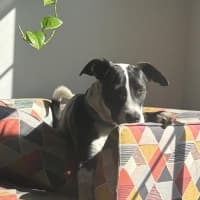 Photo of Comet