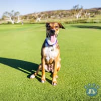 Photo of Willow