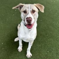 Photo of Ranger