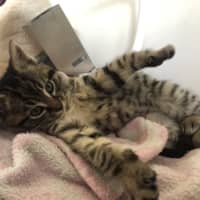 Photo of Toulouse   2 Month Old Domestic Short Hair (Trial)