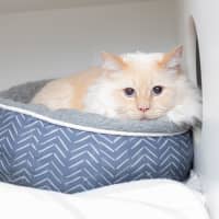 Photo of Clint (Pussa)