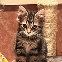 Photo of Bucket   In Foster Care In Greensborough