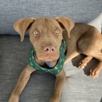 Photo of Nugget