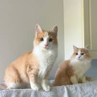 Photo of Tommy & Jerry