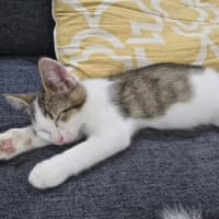 Photo of Harry   9 Week Old Domestic Shorthair