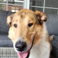 Photo of Jock