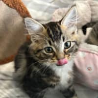 Photo of Ollie   Reduced Adoption Fee