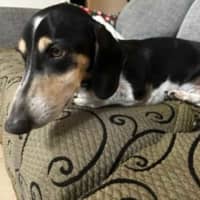 Photo of Scooby