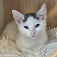 Photo of Eddie *9 Lives Project Rescue*