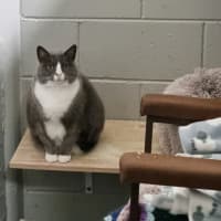 Photo of Dumpling