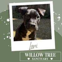 Photo of Lani