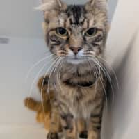 Photo of Zorro