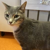 Photo of Genji