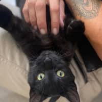 Photo of Phoebe (9996)